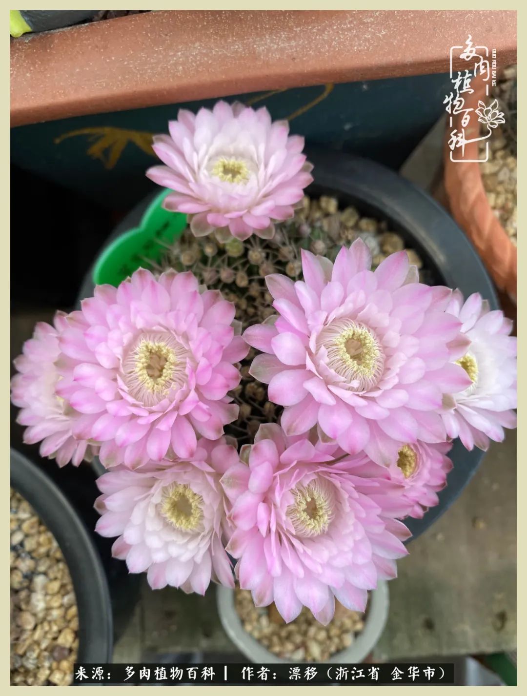 仙人球开花并散发着香味,仙人球花盛开吐露芬芳