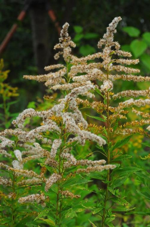 加拿大一枝花是入侵物种吗,加拿大一枝花为何必须铲除