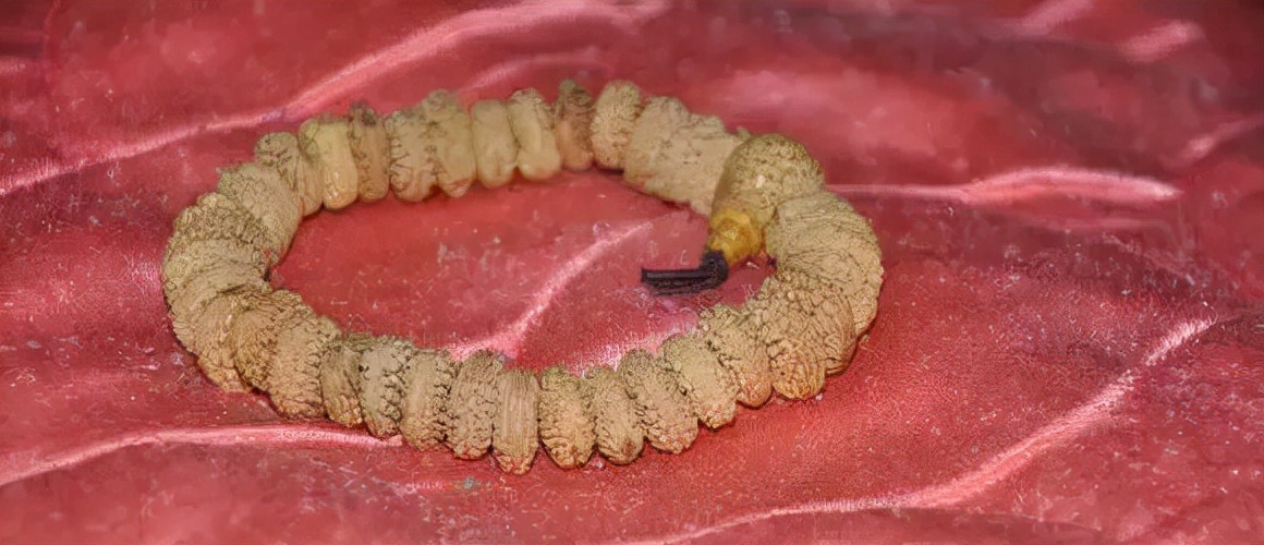 冷门菩提图片大全,比较少见的菩提