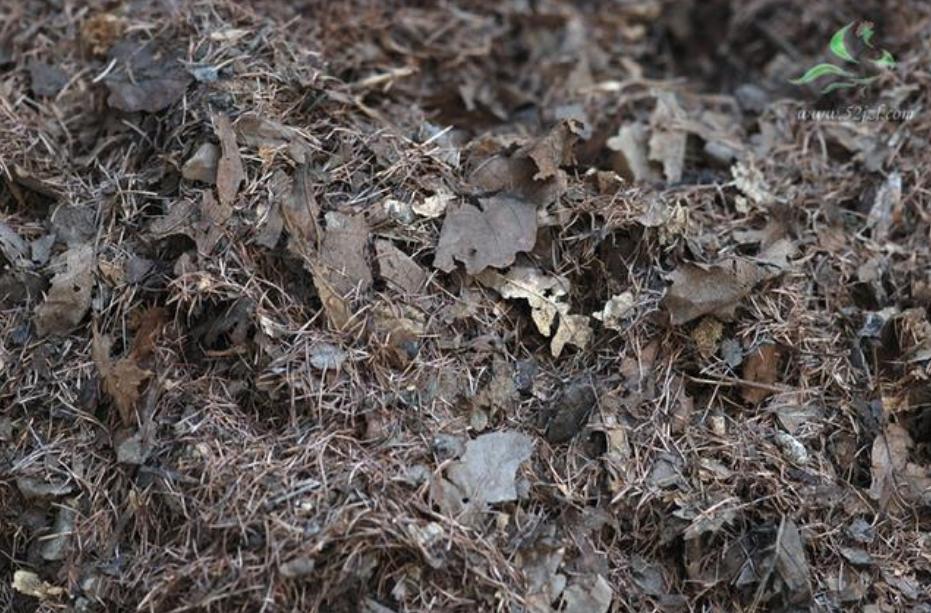 养花土一般用什么土比较好,家庭专用养花土