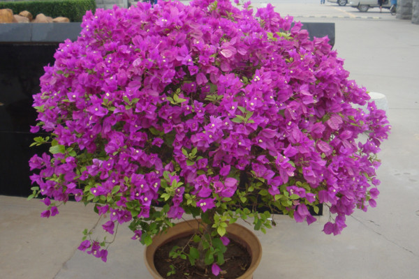 三角梅怎么养让它的枝节短而粗,三角梅怎么让它的根又粗又壮