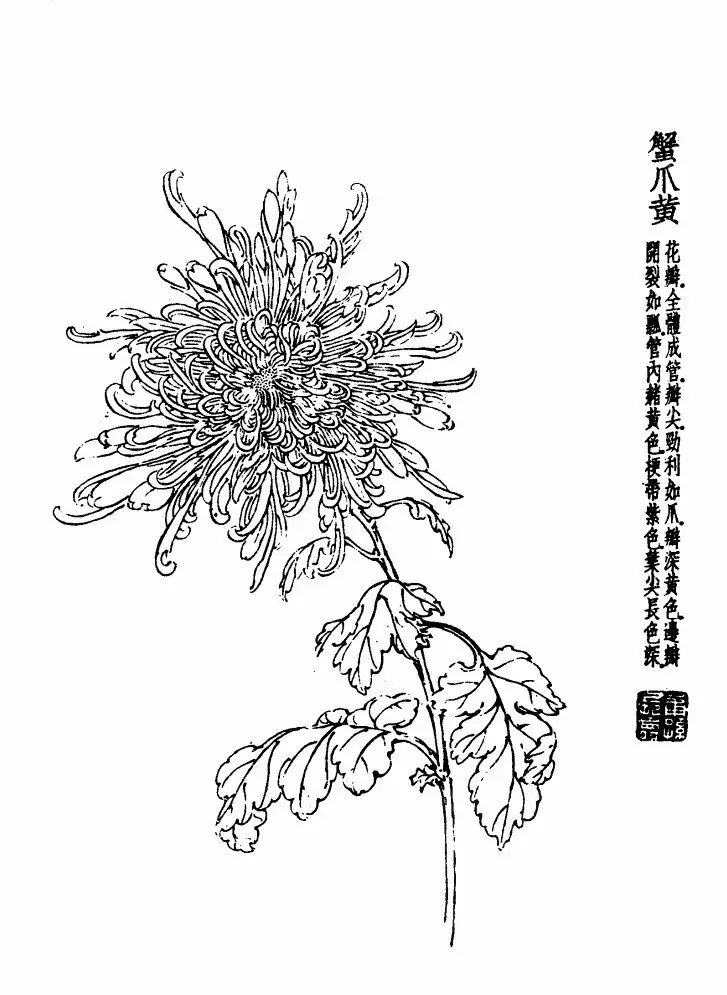 菊花白描基础花瓣的画法,白描菊花用笔