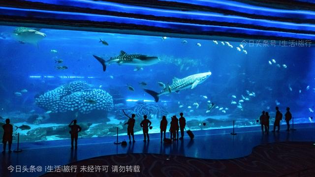 看长隆烟花,珠海长隆看烟花拍摄