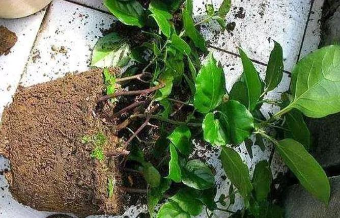 看到这10种花就买好养漂亮不怕冷,碰到这几种花千万别扔