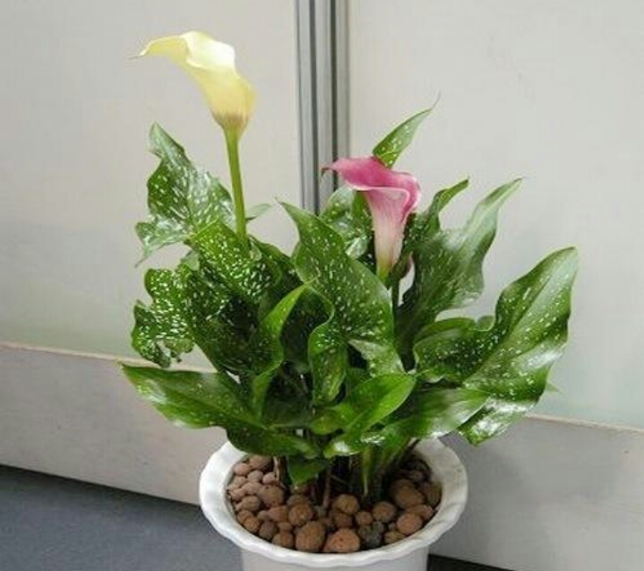 彩色马蹄莲怎么养爱开花图片,彩色马蹄莲夏季的养殖方法