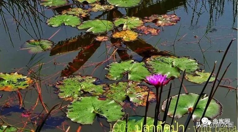 泰国斗鱼和中国斗鱼的杂交品种,中国斗鱼与泰国斗鱼哪个更厉害