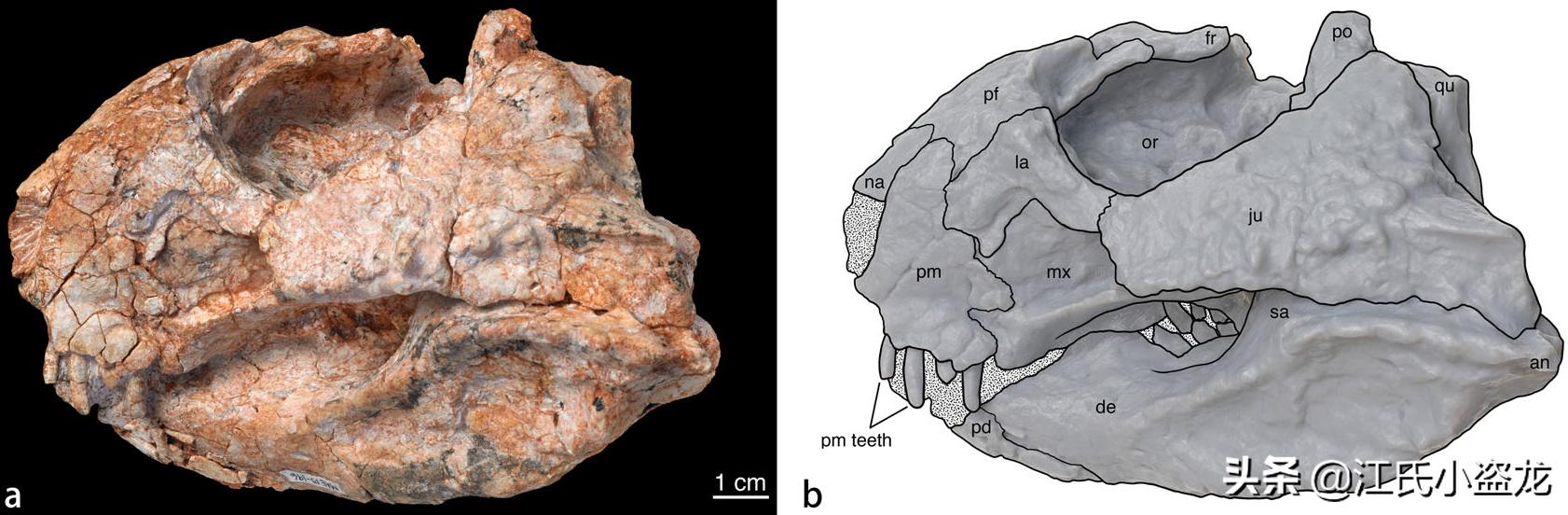 古生物时代有多少种恐龙,人类已经发现了多少恐龙种类