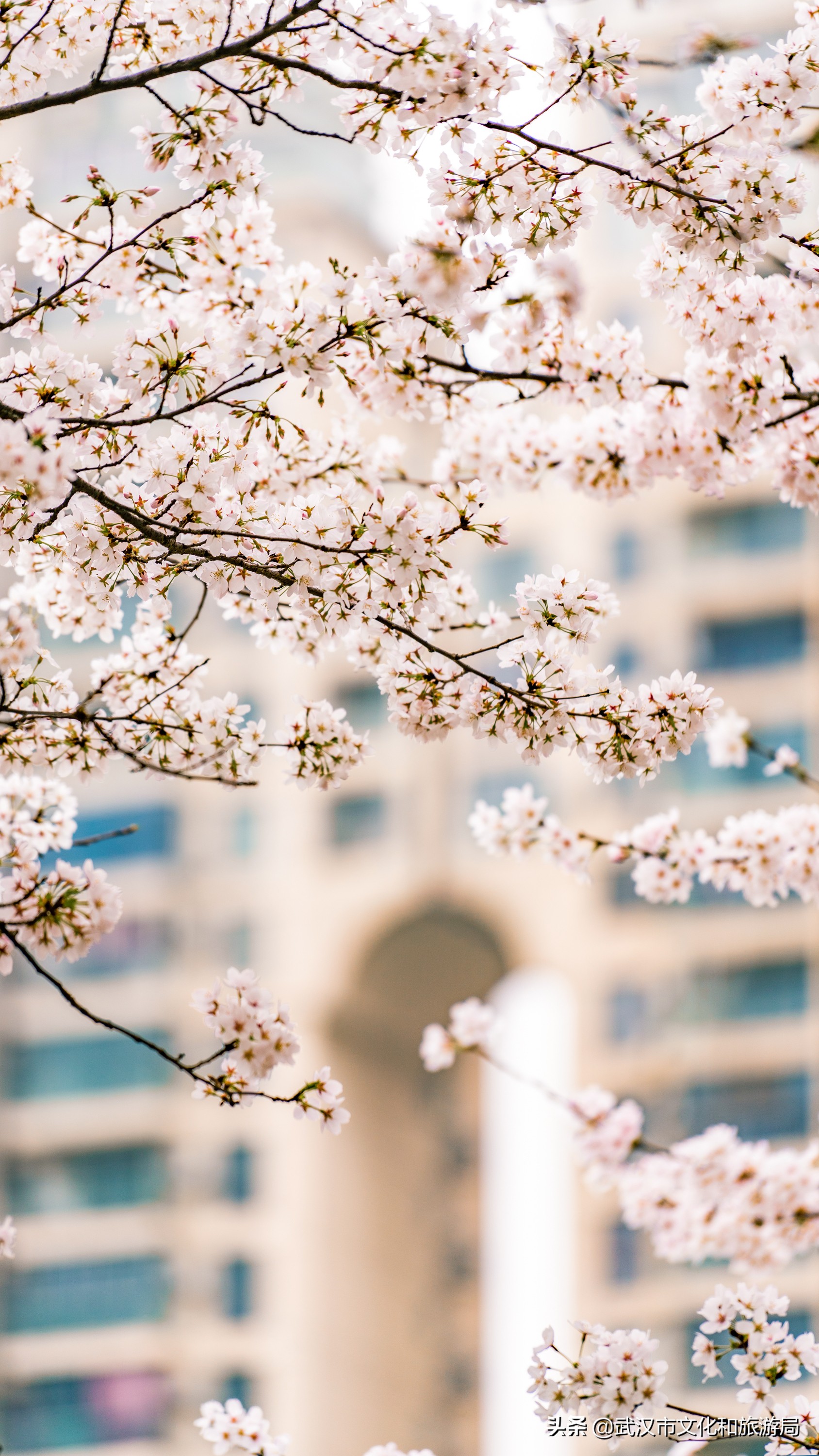武汉东湖樱花门票,武汉看樱花的景点