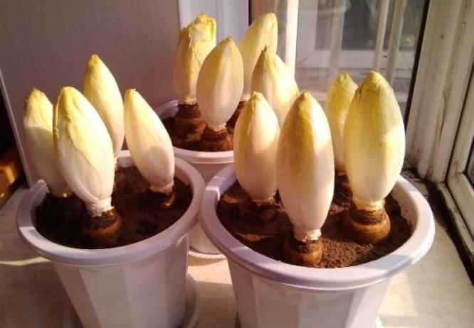 阳台上还适合种哪些蔬菜瓜果,阳台除了栽蓝莓还可以种什么水果