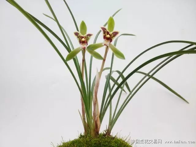 兰花怎么水养才能旺盛,养兰花避免两种水根系健壮花苞大