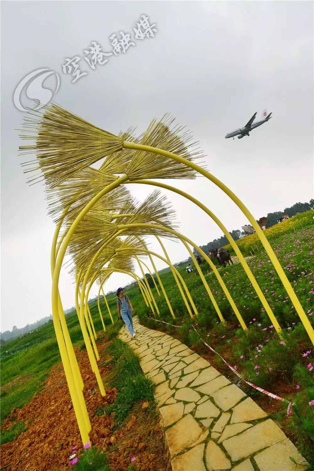 来成都打卡空港花田,成都双流空港花田打卡看飞机