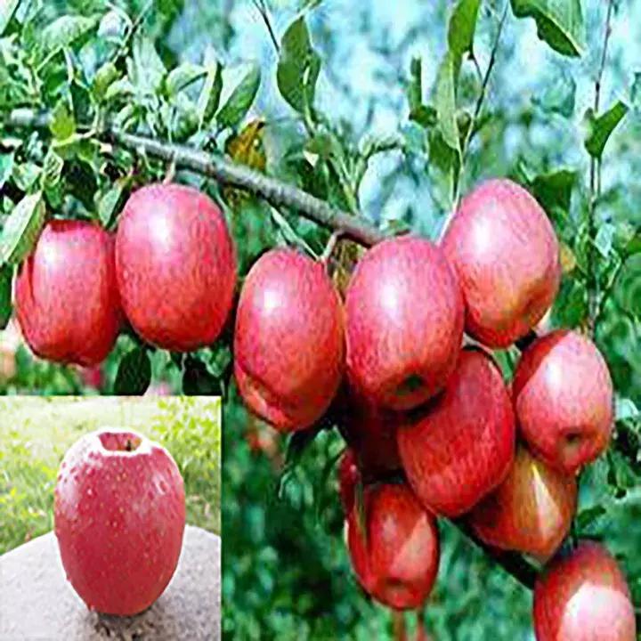 吃了这么多年的苹果竟然吃错了,好吃的苹果都有哪些品种