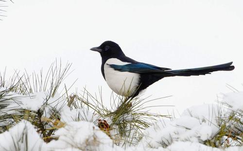 为什么喜鹊被称为报喜鸟呢,喜鹊是报喜鸟吗