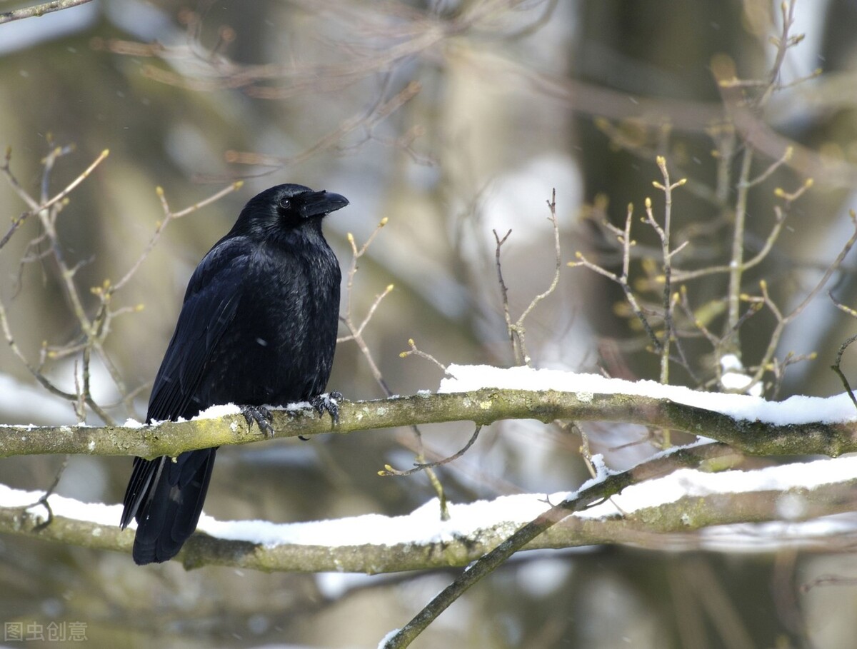 在森林里，狡猾的狐狸用甜言蜜语骗了乌鸦口中的肉