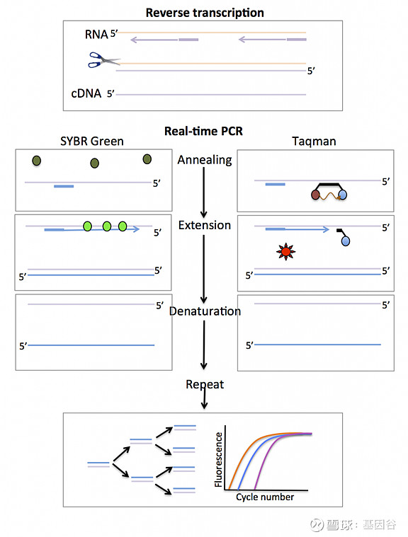 全场硬菜！分子诊断技术全解析