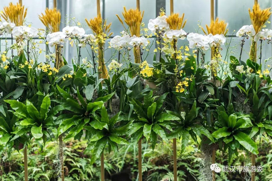 三月赏雨赏花,三月适合去哪儿看花