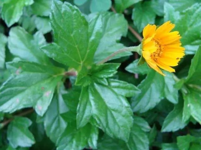 100种常见观叶植物图鉴史上最全,农村常见的100种植物