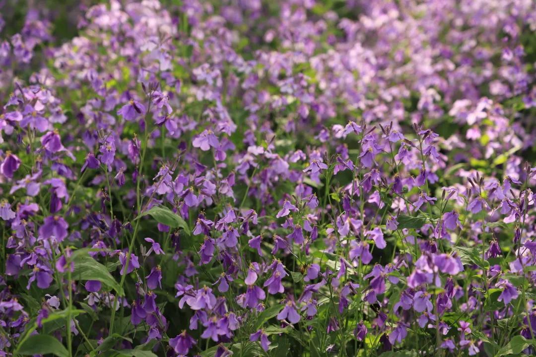 沈阳二月兰花海花期,沈阳二月兰花哪里最多