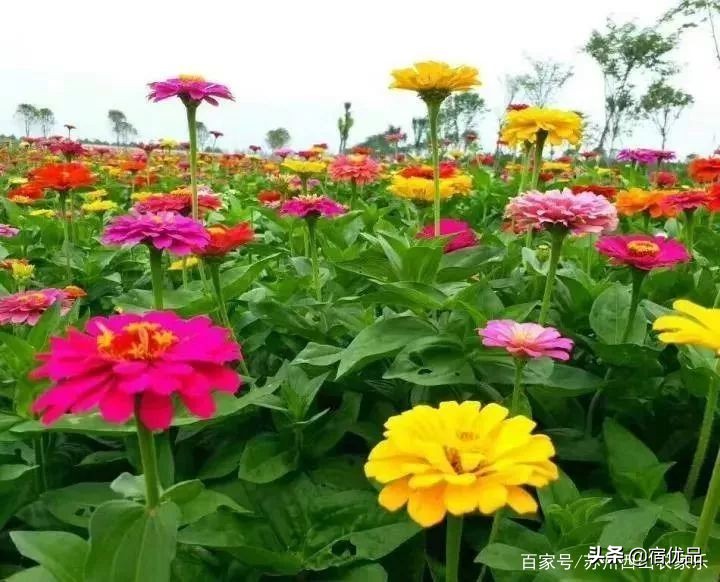 河源市连平县忠信镇大湖花海,太湖花海主题乐园