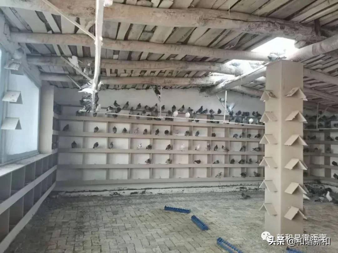 新和县：“勺鸽”变“金鸽”致富有指望