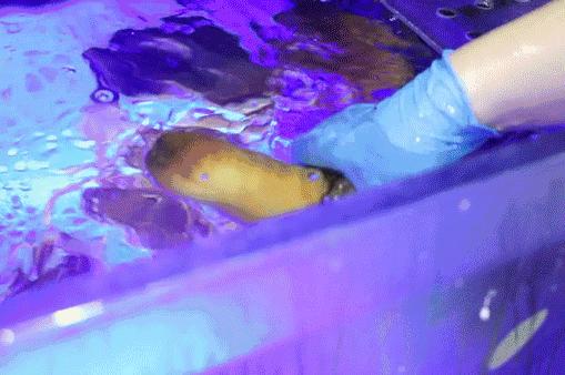 稻香“疯狂海鲜节”，1元得鲍鱼