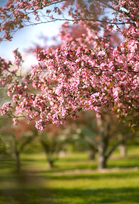 适合花园的小型树木,适合自家花园种植的树木花卉