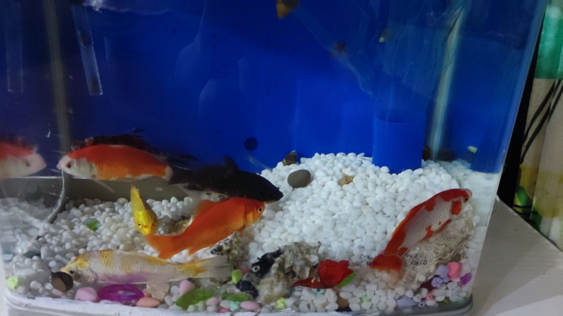 如何让鱼缸水清澈透亮,鱼缸水很清澈但有点腥