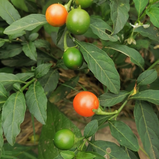 中国诗歌周刊194期,中国诗歌周刊第88期