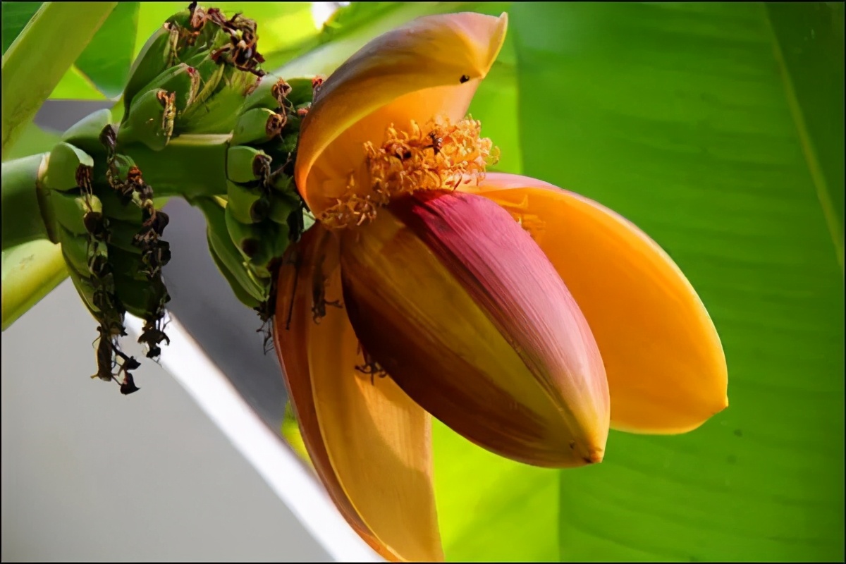 阳春三月·食花记