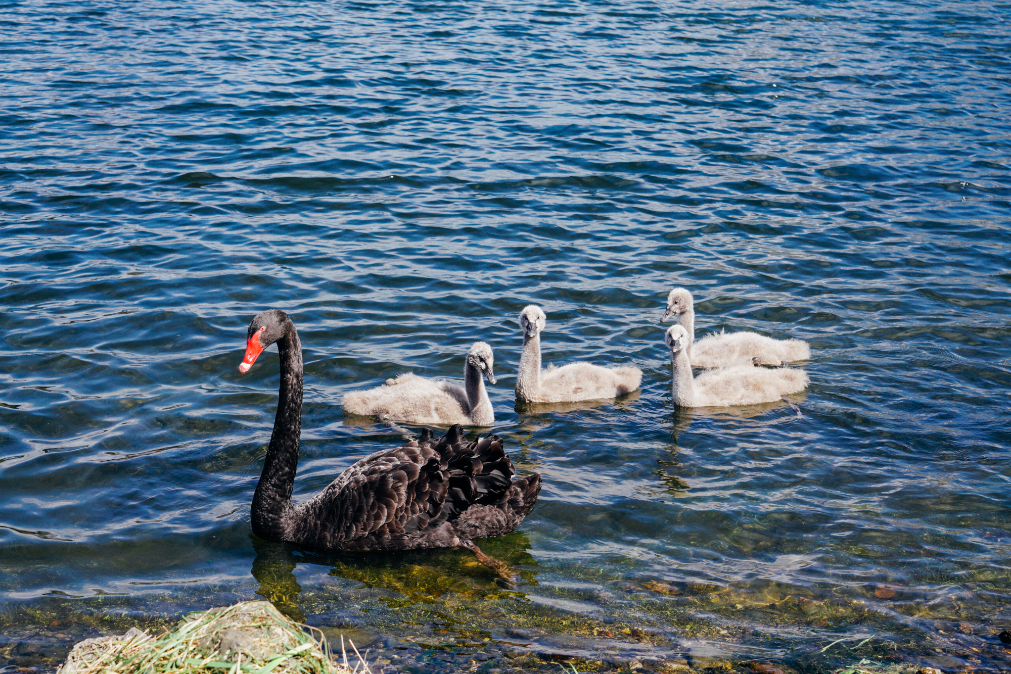 新西兰北岛值得去的地方,新西兰北岛哪里值得去