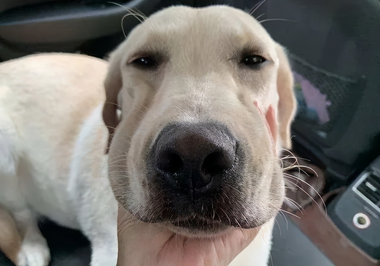 狗狗呕吐的常见原因和应对,狗狗呕吐一般是什么原因导致的呢