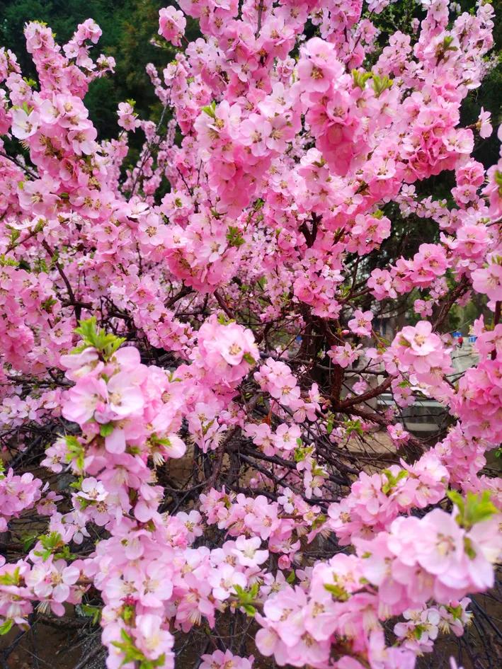 朝阳赏花攻略（建议收藏）