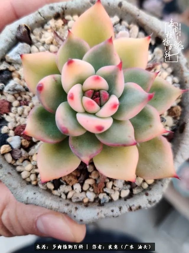 广东春天多肉图片大全,这个季节的多肉状态是最美的