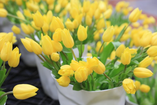 森林花海亲子游攻略,森林公园亲子游推荐