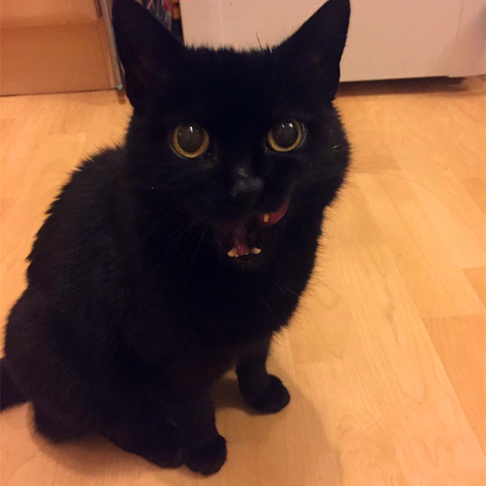 辟谣，猫咪尾巴一直不动很正常？错，不仅反常更有瘫痪风险