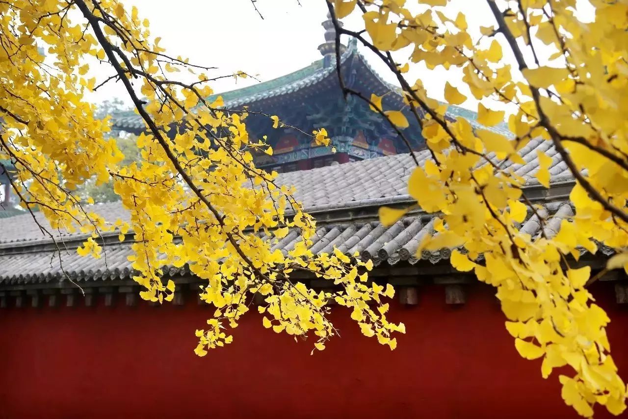 郑州漂亮的秋色风景,郑州的这些湖畔藏着最美的秋色