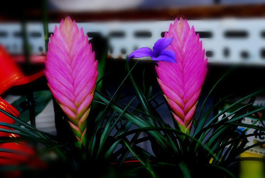 铁兰花开过花后能第二次开花吗,铁兰花花苞黄了怎么办