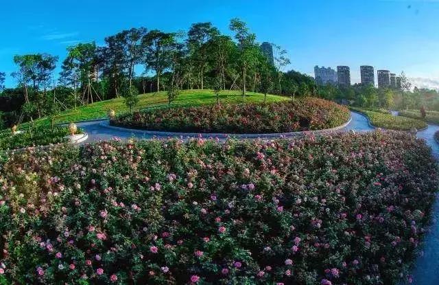 春日赏花深圳,深圳春游赏花