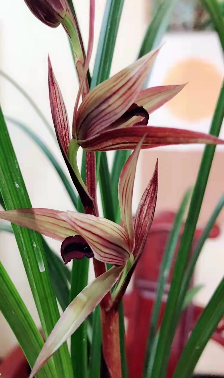 兰展上的兰花,兰花展会上的名贵兰花