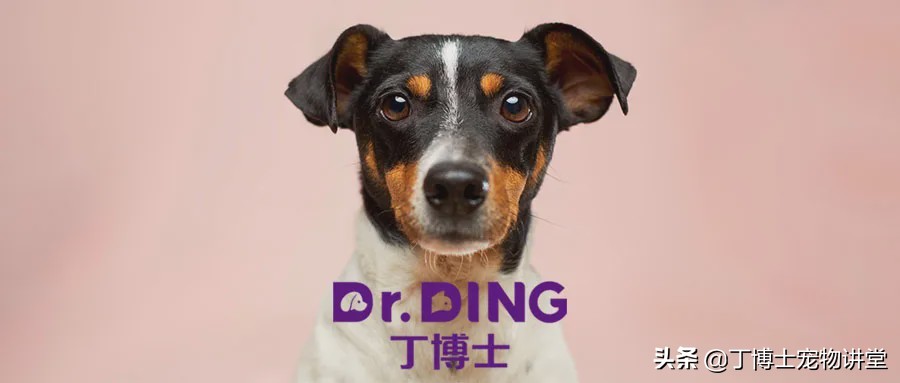 母犬狗狗发情期的生理变化和注意事项