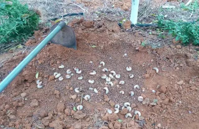 果树保花保果及病虫害防治用药,防治果树病虫害什么时候打药最好