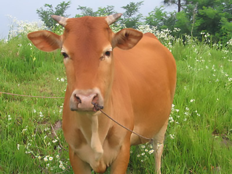 郴州彭美竹养牛大户,彭美竹养牛妙招图片