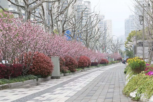 除了樱花，还有紫荆海棠红花檵木！上海多条绿化特点道路已到“最美观赏季”