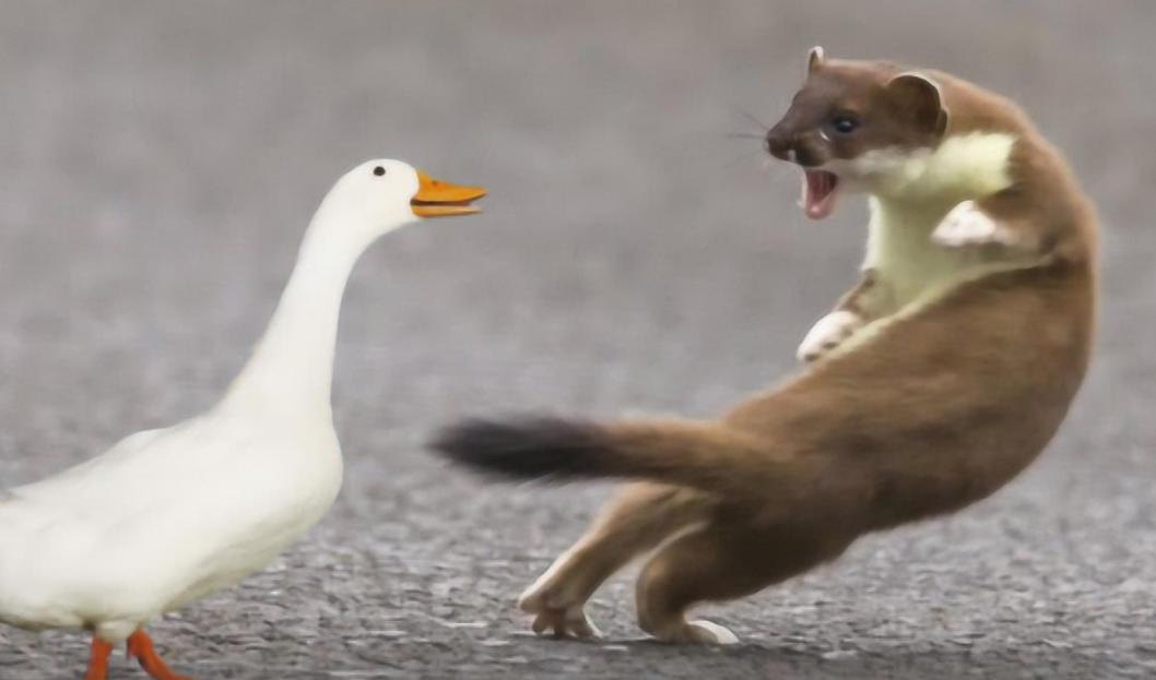 为什么凶悍的黄鼠狼看到鹅却害怕,猖狂的黄鼠狼