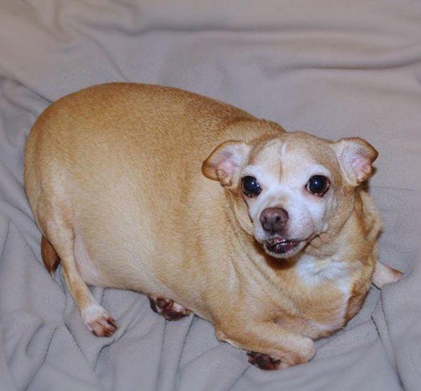 怎么判断吉娃娃吃饱了,吉娃娃吃饱