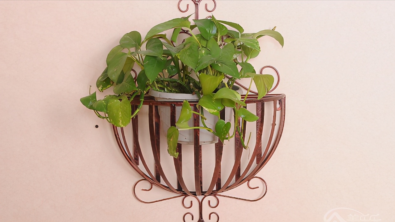 春季翻盆换土的花,哪些花适合在秋季换盆