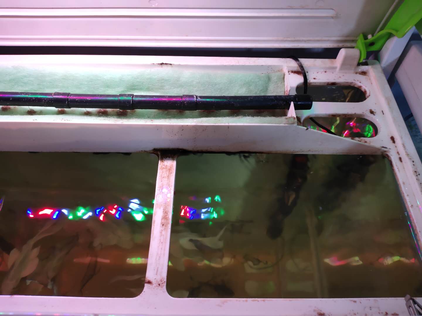 鱼缸养淡水鱼过滤系统,鱼缸里面没有过滤系统怎么养鱼