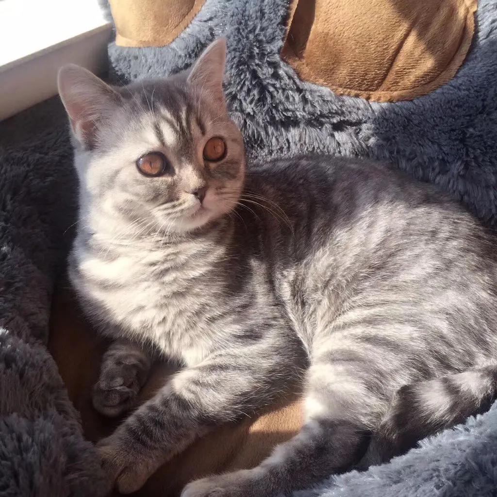 秒懂内涵填空,英短的颜色有多少种