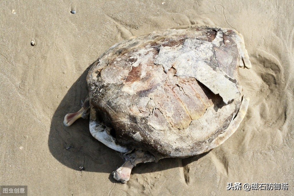 “神龟虽寿，犹有竟时”，龟为何长寿，却又濒危，漫谈龟之寿