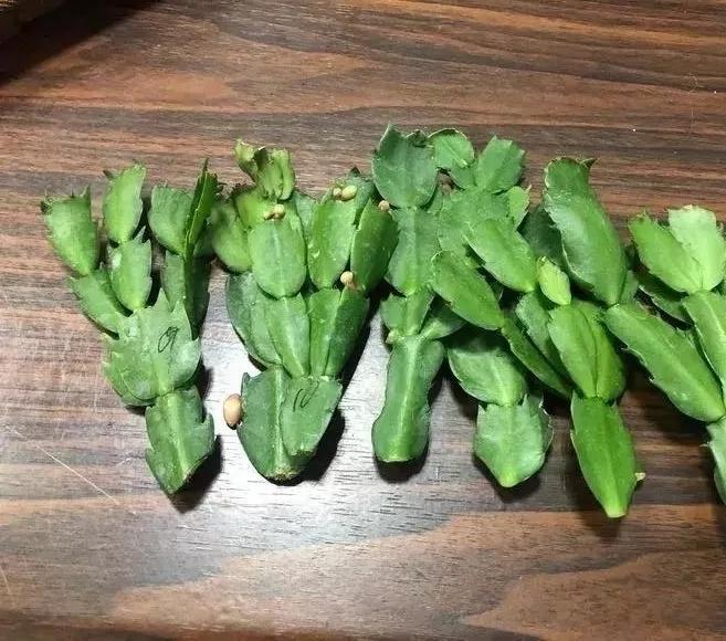 什么花最好养最耐阴,什么花最好种又耐阴